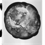 Черно-белая роза