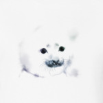 Малыш тюлень