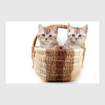Милые котики, коты и котята