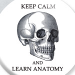 Keep calm and learn anatomy