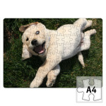 Funny Dog