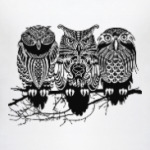 Совы. Совушки. Owl. Owls.