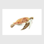 Морская черепаха