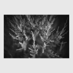 Можжевельник