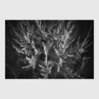 Можжевельник