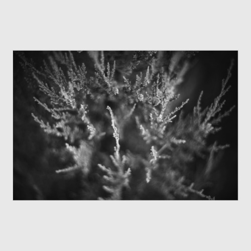 Постер с принтом Можжевельник