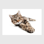 Милые котики, коты и котята