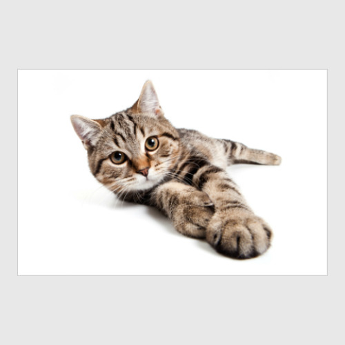 Постер Милые котики, коты и котята