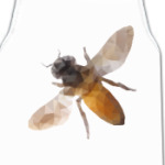 Пчела / Bee