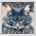 Ты покормил кота?