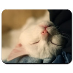 Котенок