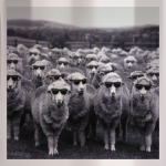 Овечки в очках