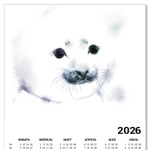 Малыш тюлень