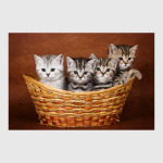 Милые котики, коты и котята