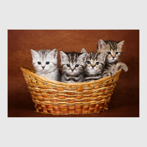 Постер с принтом Милые котики, коты и котята
