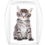 Котики-котята