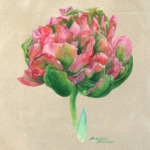 тюльпан акварель