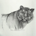 Амурский тигр