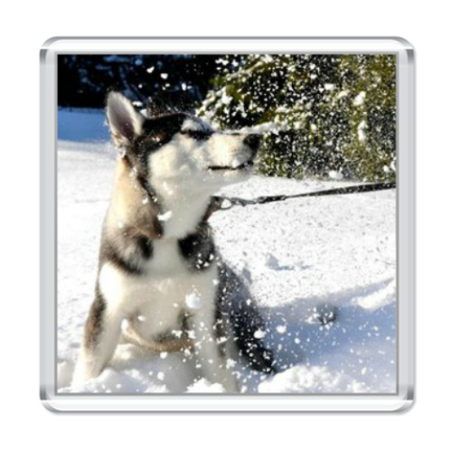 Магнит Хаски