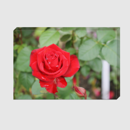 Холст с принтом Роза
