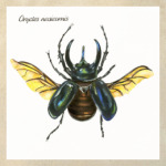 Oryctes nasicornis