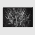 Можжевельник