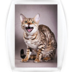 Котики-котята