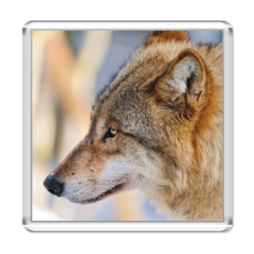 Магнит ВОЛК