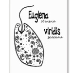 Euglena viridis