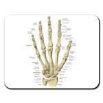  Anatomy