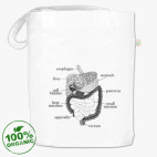 Пищеварительная система