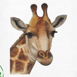 Жираф