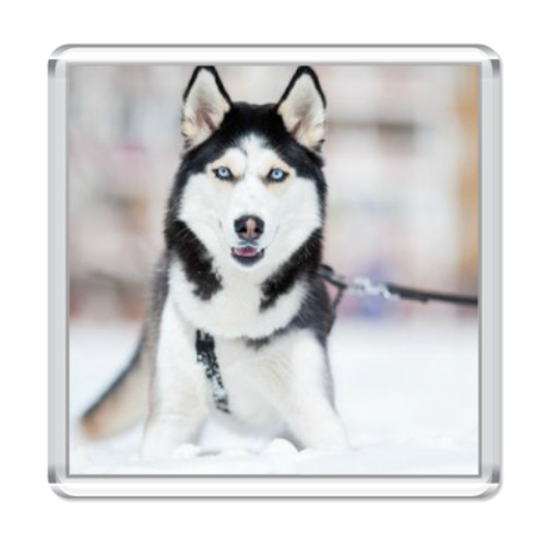 Магнит с принтом Хаски