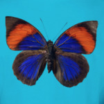 Крылья Бабочка