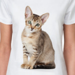 Котики, котята, кошки