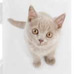 Кошки и котята