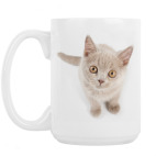 Кошки и котята