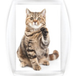 Котики-котята