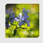 садовая фиалка