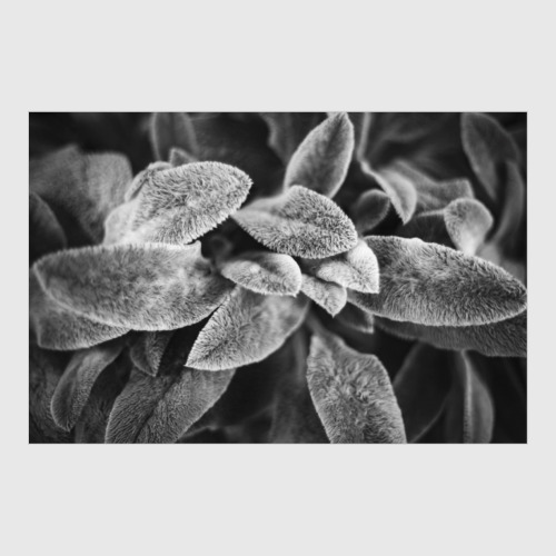 Постер с принтом Чистец шерстистый