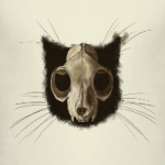 Строение черепа кота