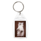 Котики-котята