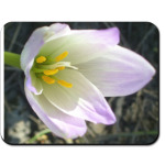 Цветок западного ветра