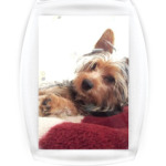 Собачка по имени Филя