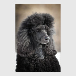 Собаки и щенки