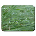 Капли на траве