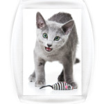 Котики-котята