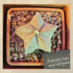Astrophytum