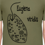 Euglena viridis