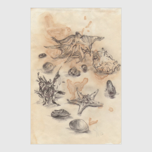 Постер с принтом Ракушки